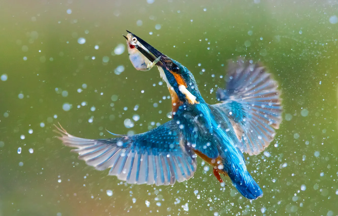 Photo wallpaper water, squirt, bird, wings, fish, Kingfisher, kingfisher, catch