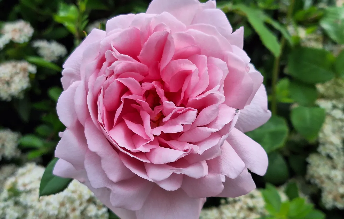 Photo wallpaper Flowers, Rose, Krzak