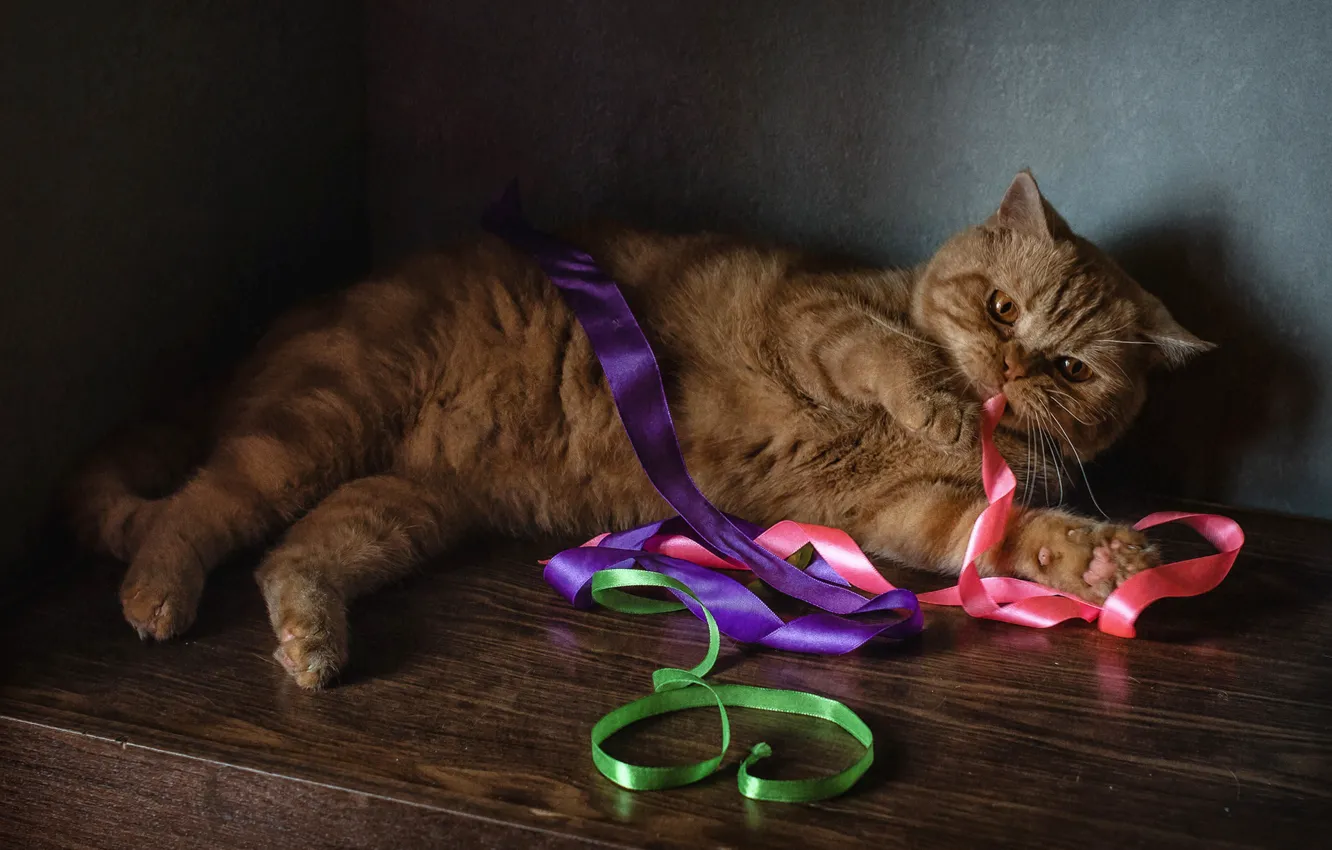 Photo wallpaper tape, red cat, cat