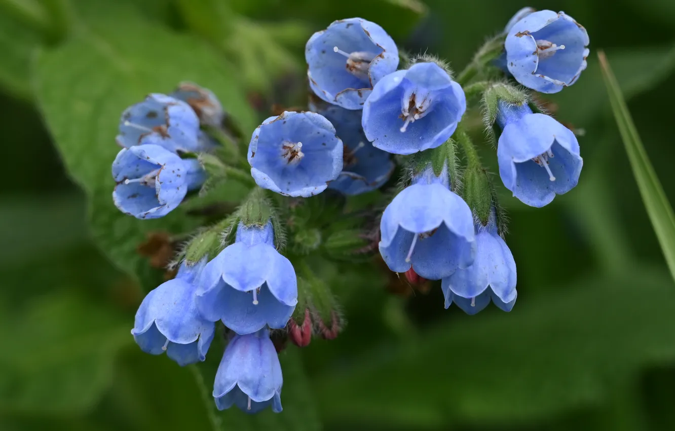 Photo wallpaper flowers, blue, blue flowers