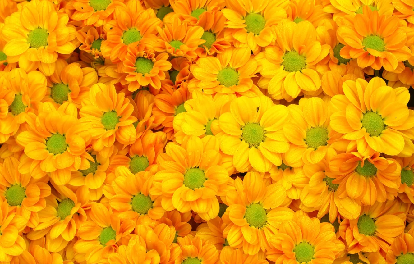 Photo wallpaper flowers, yellow, summer, chrysanthemum, yellow, flowers, bright