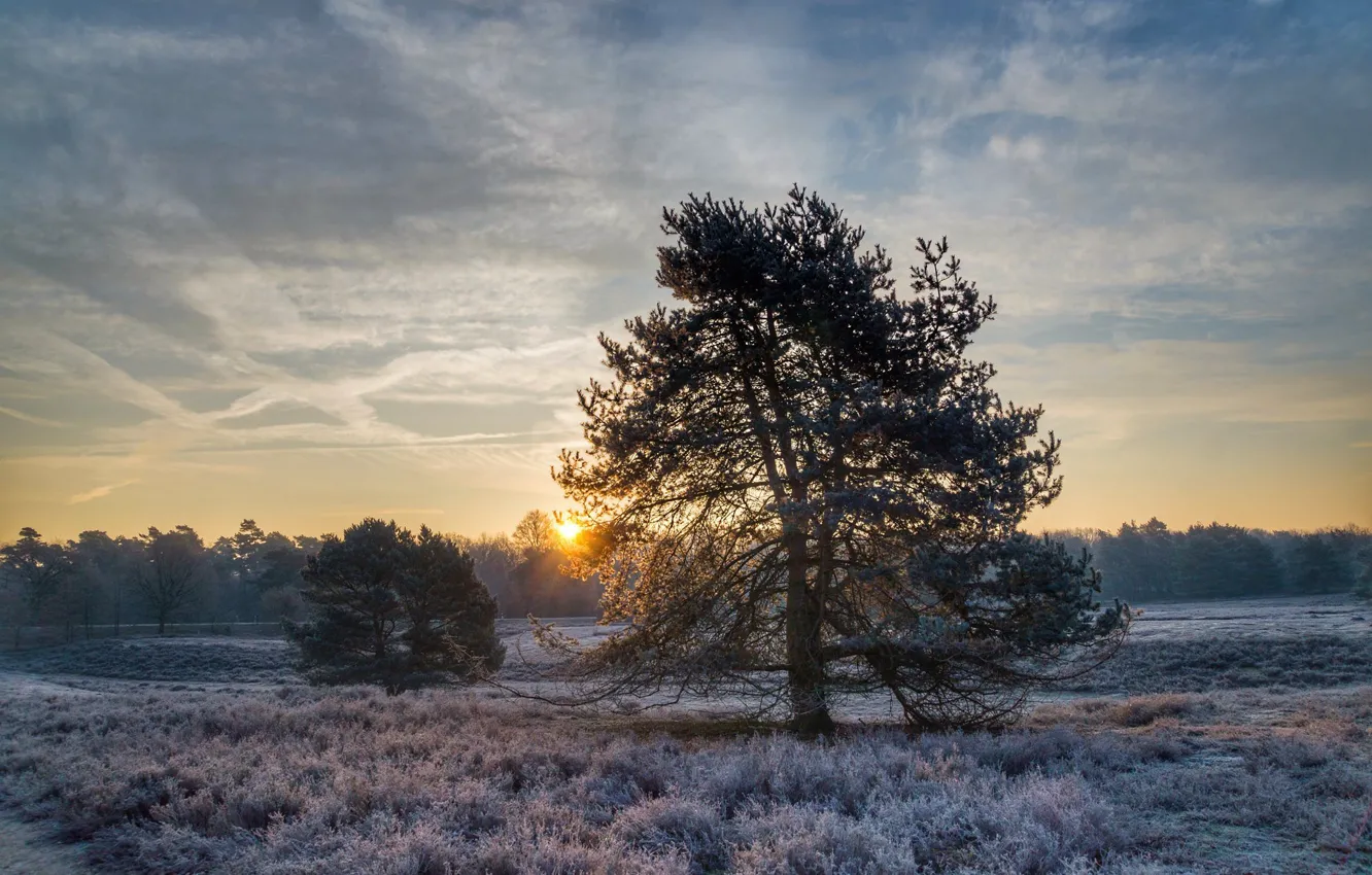 Photo wallpaper winter, frost, field, snow, trees, pine