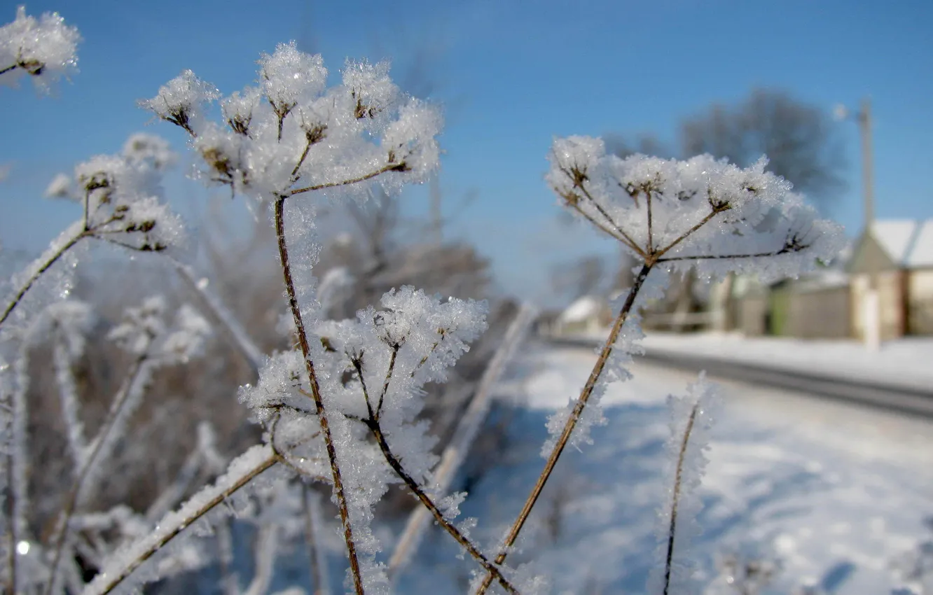 Photo wallpaper winter, snow, plant, winter, snow