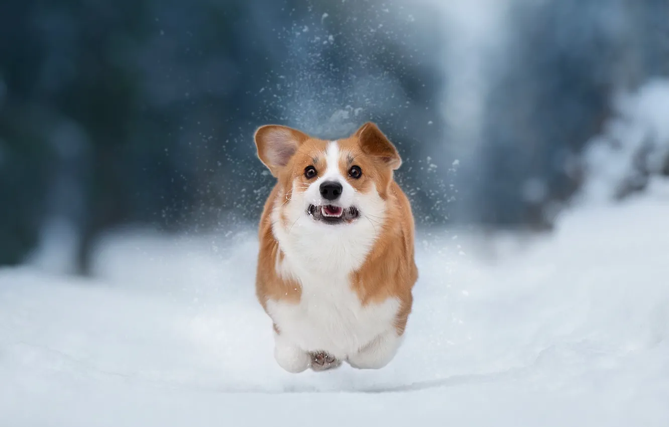 Photo wallpaper winter, snow, nature, dog, running, dog, Corgi, Anna Oris
