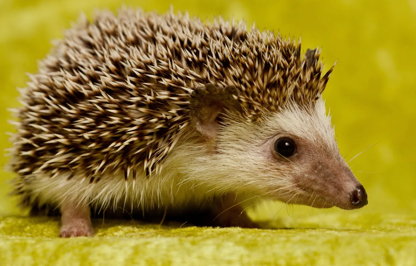 Photo wallpaper nature, background