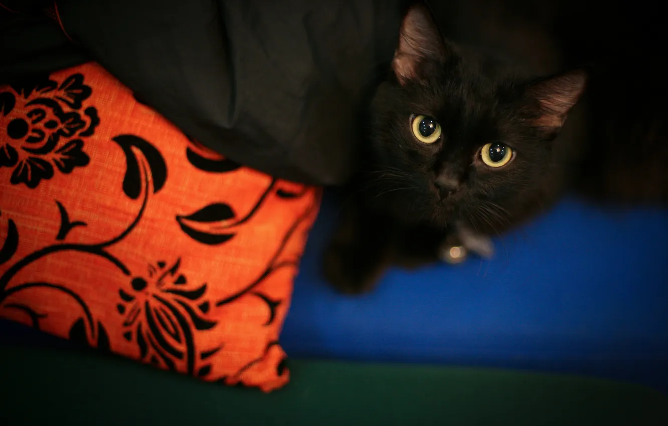 Photo wallpaper cat, cat, look, black, lies, pillow