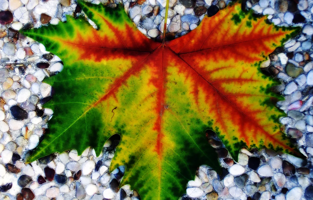 Photo wallpaper leaves, macro, stones, veins, stones, maple