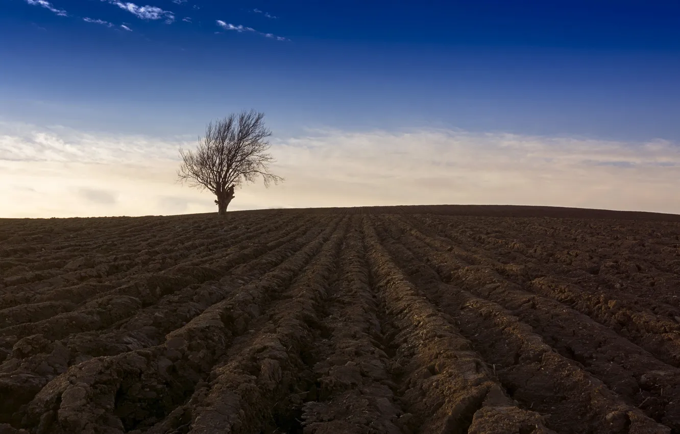 Photo wallpaper field, trees, landscape, arable land