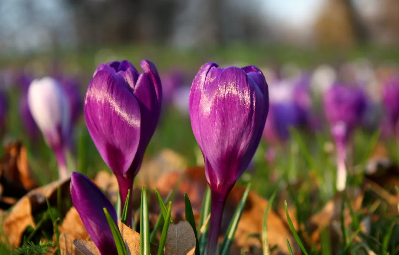 Photo wallpaper purple, glade, spring, crocuses
