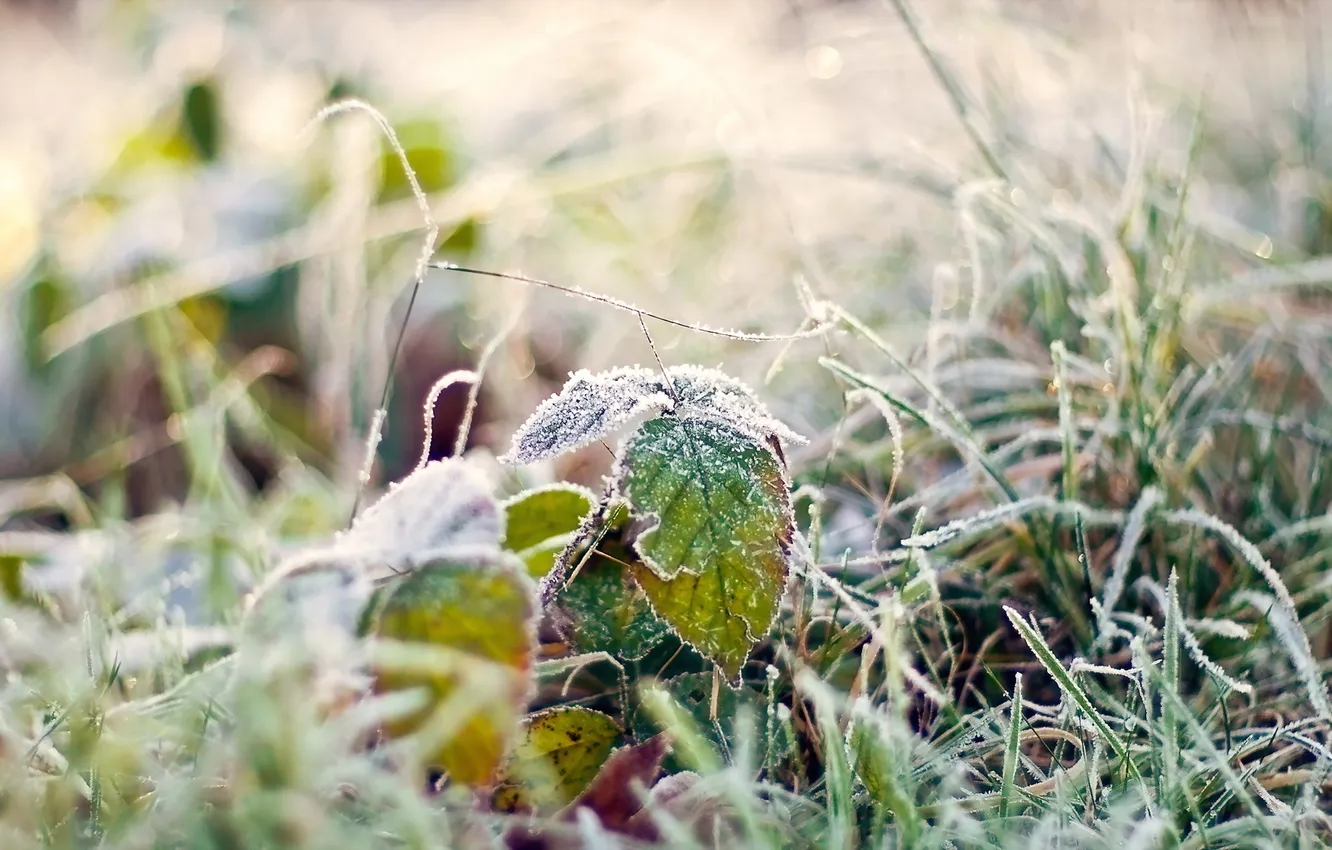 Photo wallpaper frost, grass, macro