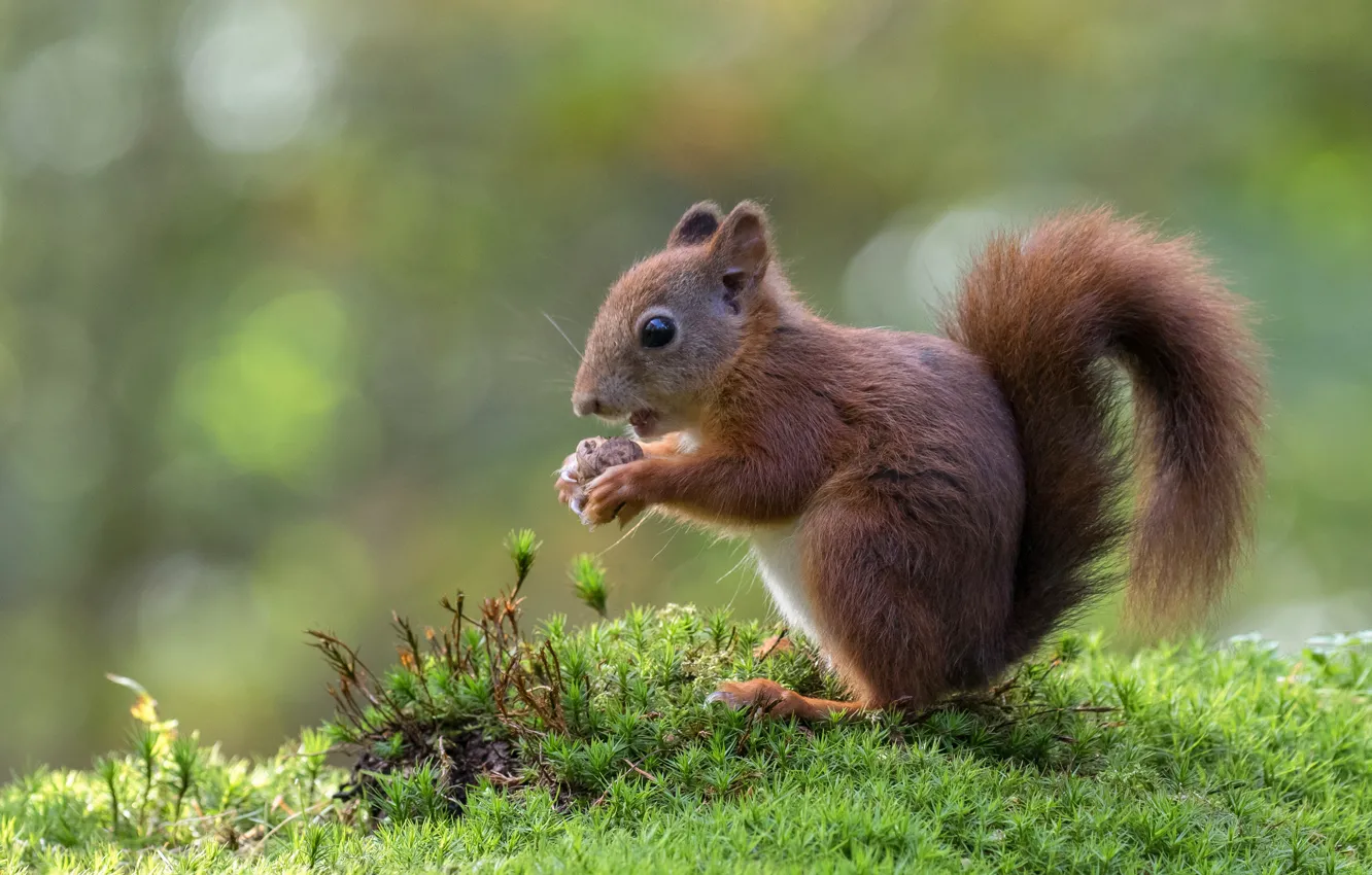 Photo wallpaper nature, background, moss, baby, protein, eats, squirrel, bokeh
