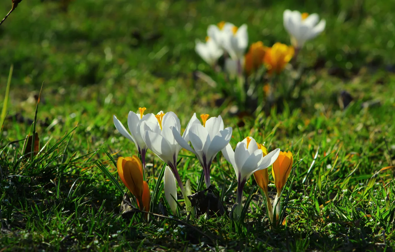 Photo wallpaper flower, spring, Crocus
