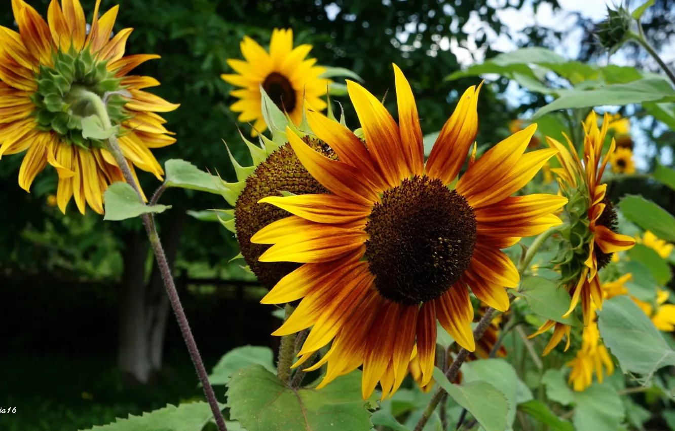 Photo wallpaper flower, yellow, spring, sunflower, blooming