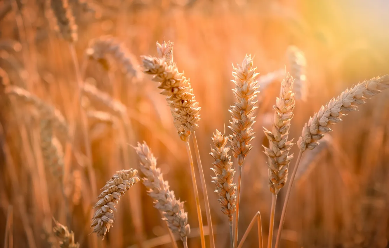 Photo wallpaper summer, nature, ears