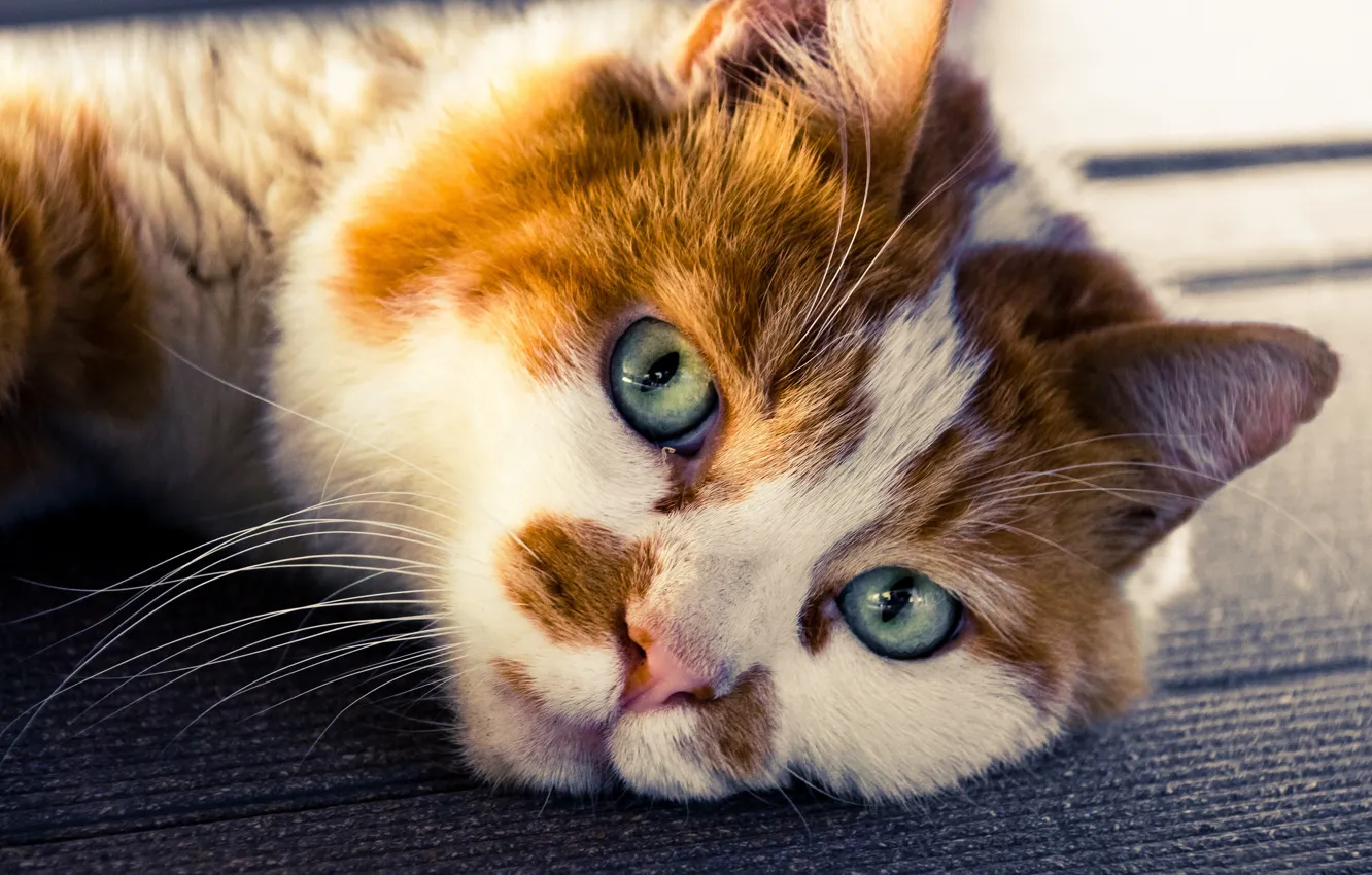 Photo wallpaper cat, look, muzzle, Kote