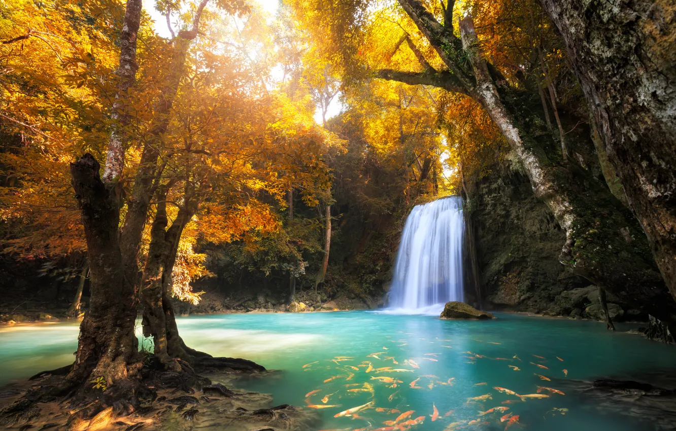 Photo wallpaper autumn, forest, trees, lake, waterfall, fish