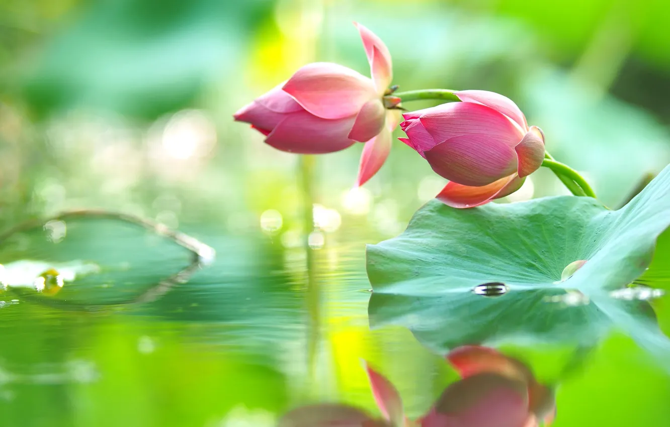 Photo wallpaper water, drops, reflection, pink, tenderness, Lotus, buds
