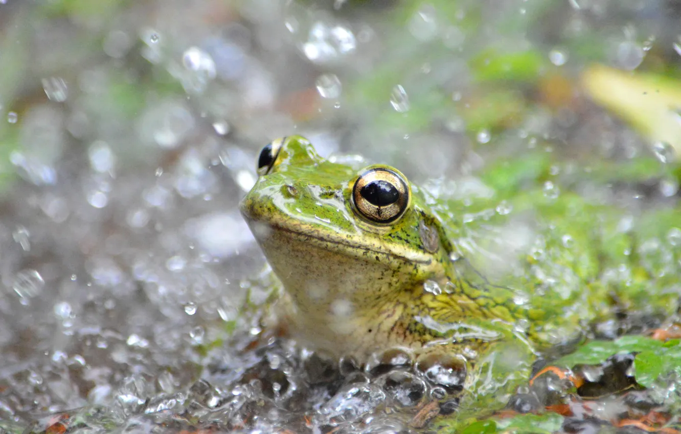 Photo wallpaper water, squirt, frog, amphibian