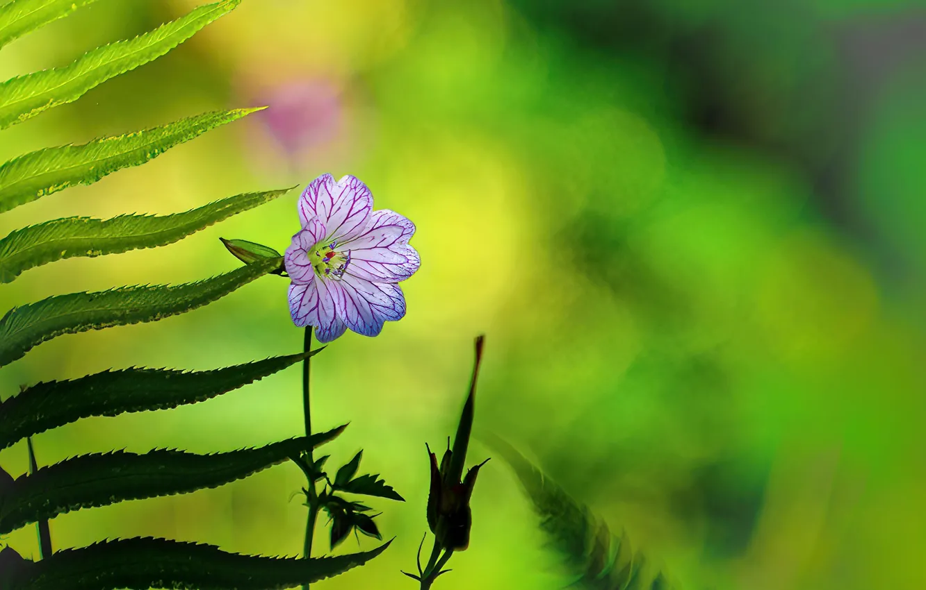 Photo wallpaper macro, flowers, background, flowers