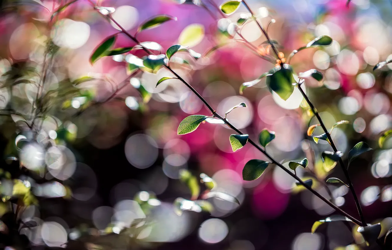 Photo wallpaper leaves, macro, branches, bokeh