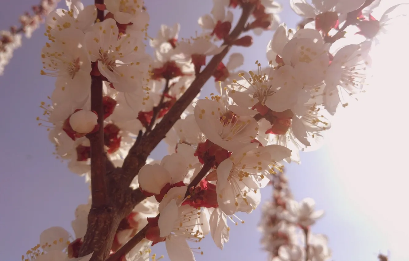 Photo wallpaper branches, April, spring 2018, Mamala ©