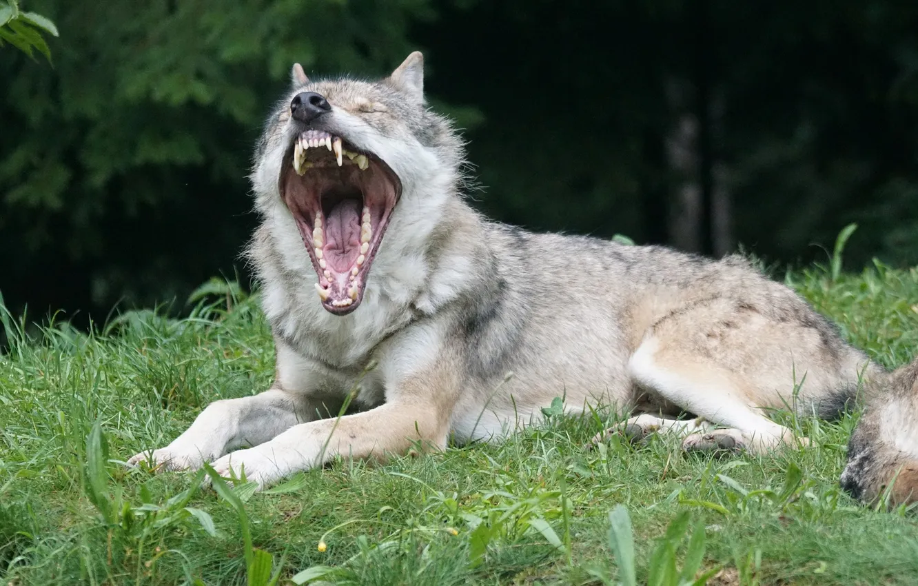 Photo wallpaper fantasy, Predator, nature, art, snow, face, animal, wolf