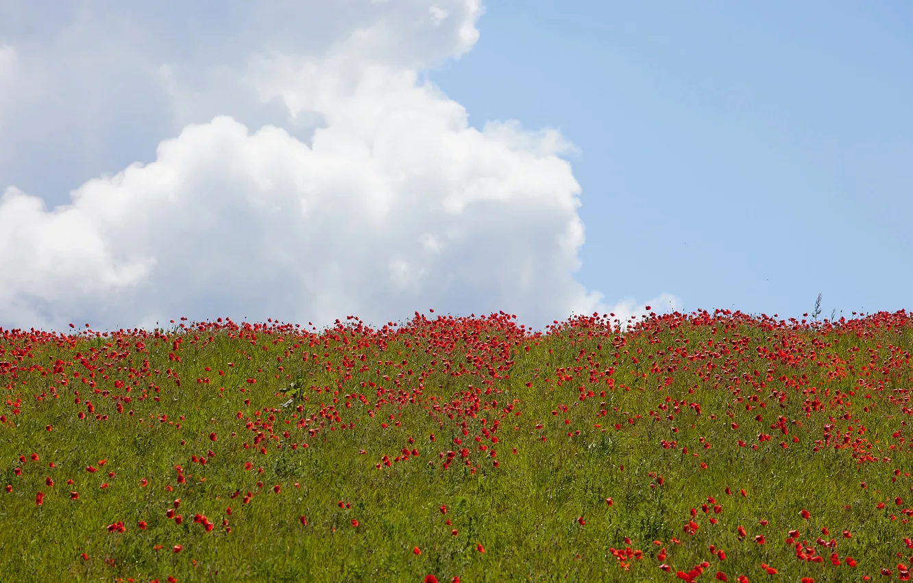 Photo wallpaper field, summer, the sky, clouds, flowers, red, Maki, meadow