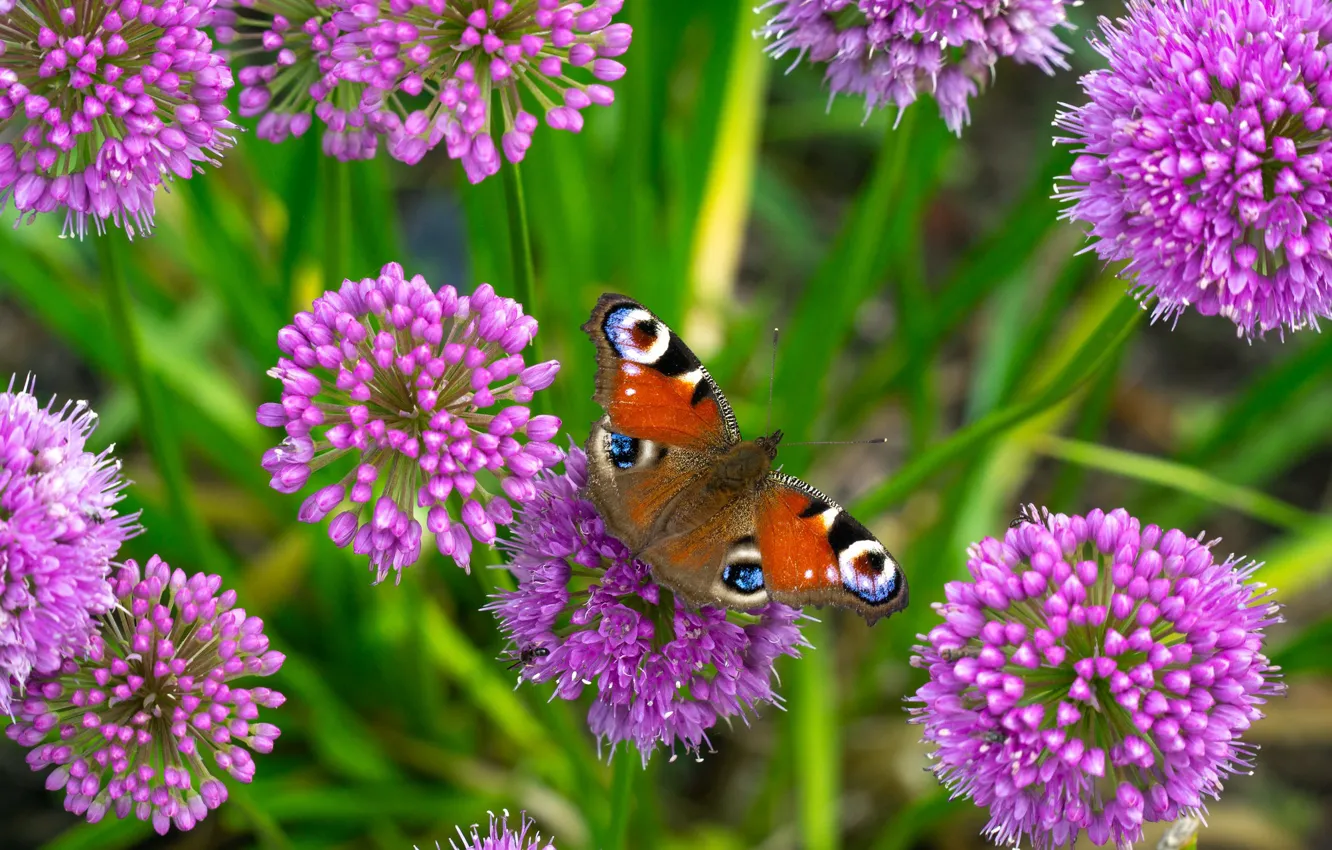 Photo wallpaper macro, flowers, butterfly, peacock, Allium, decorative bow