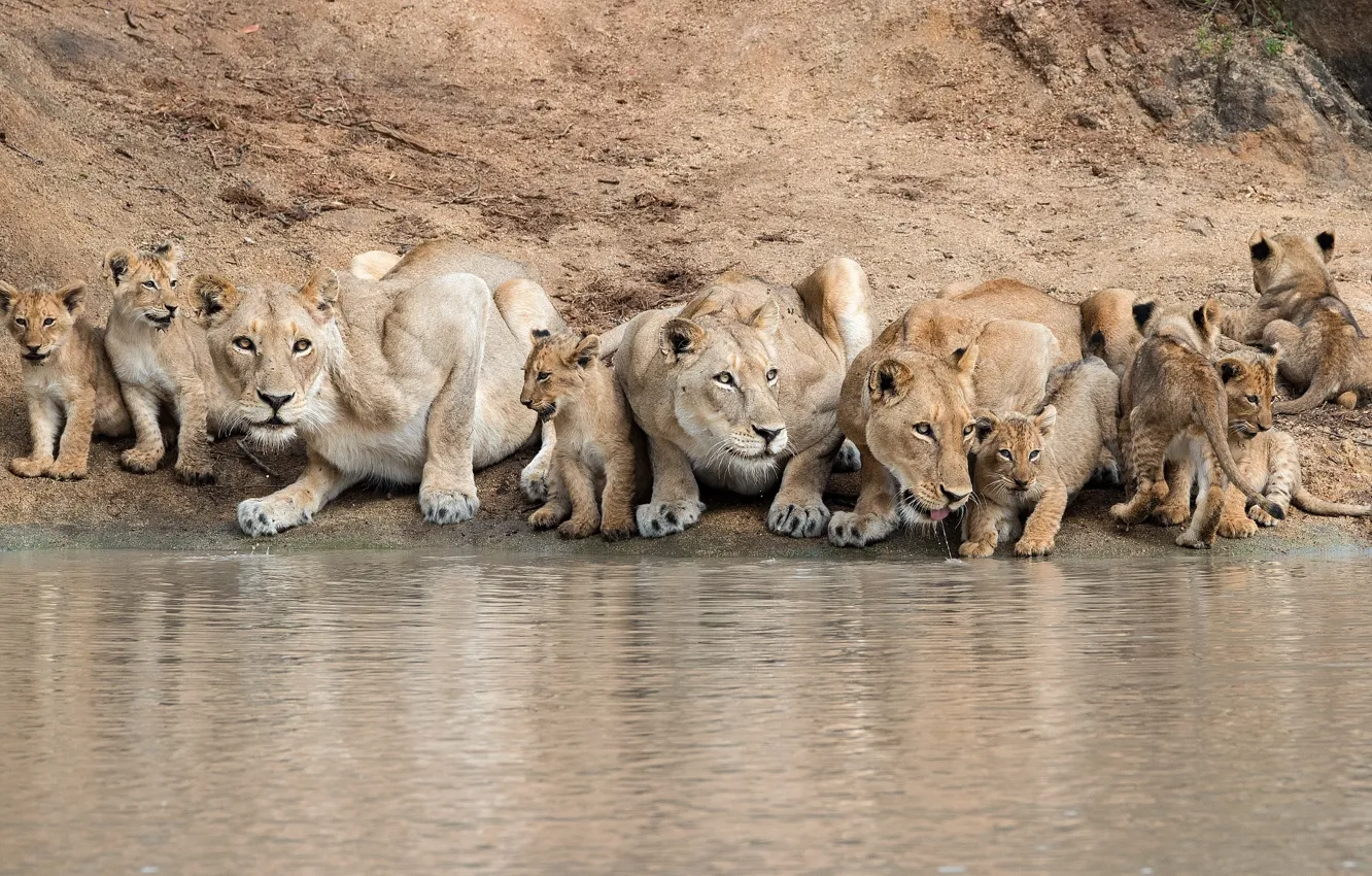 Photo wallpaper cats, the cubs, drink, lioness, Pride