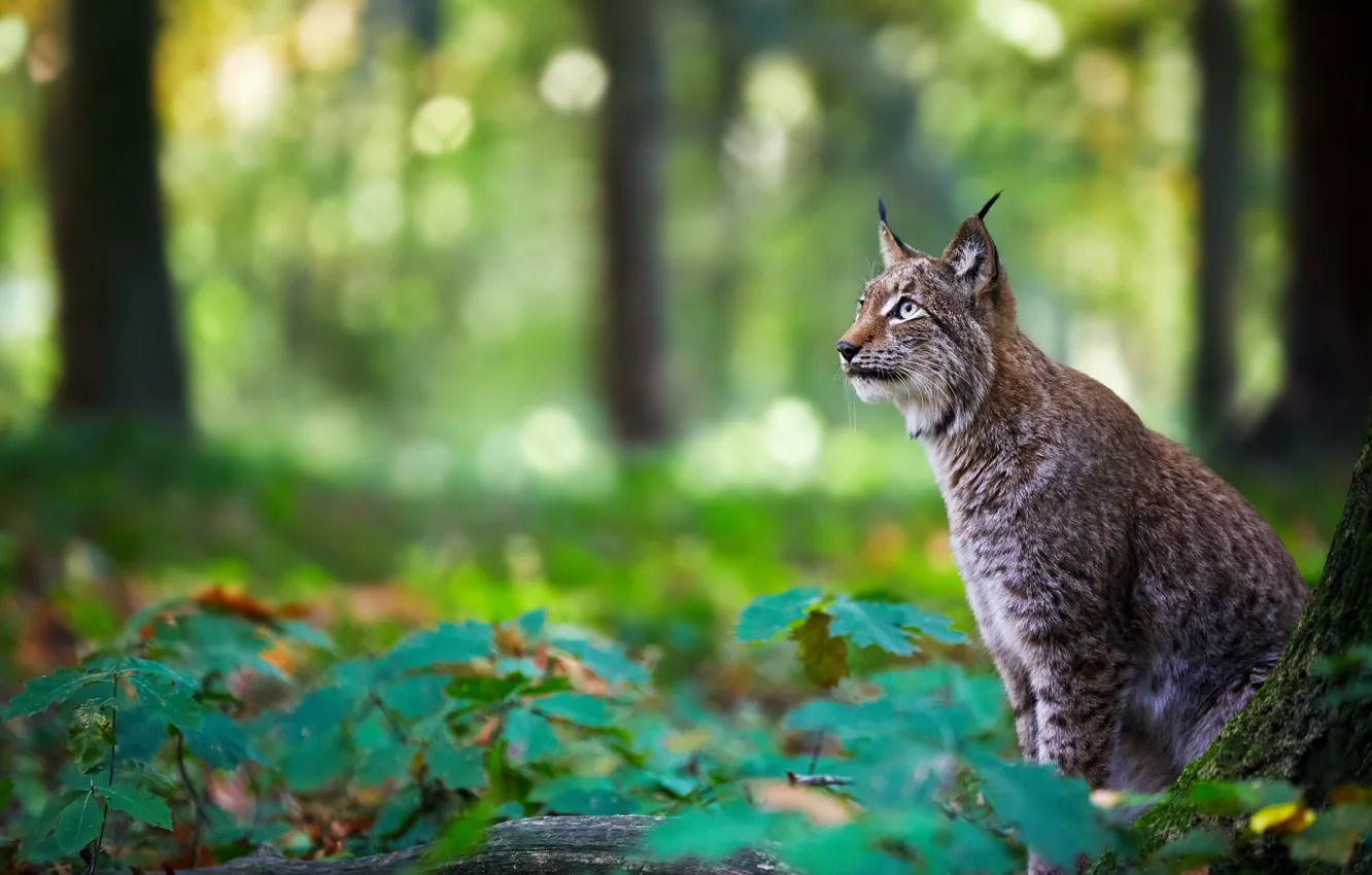 Photo wallpaper forest, lynx, wild cat
