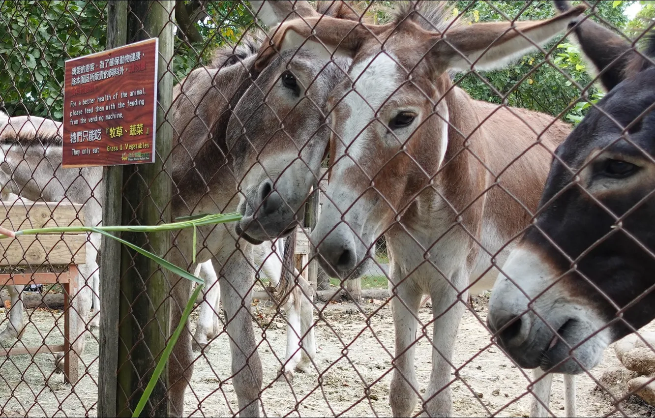 Photo wallpaper Japan, trio, Trio, situations, snack, appetizer, donkey, Donkey