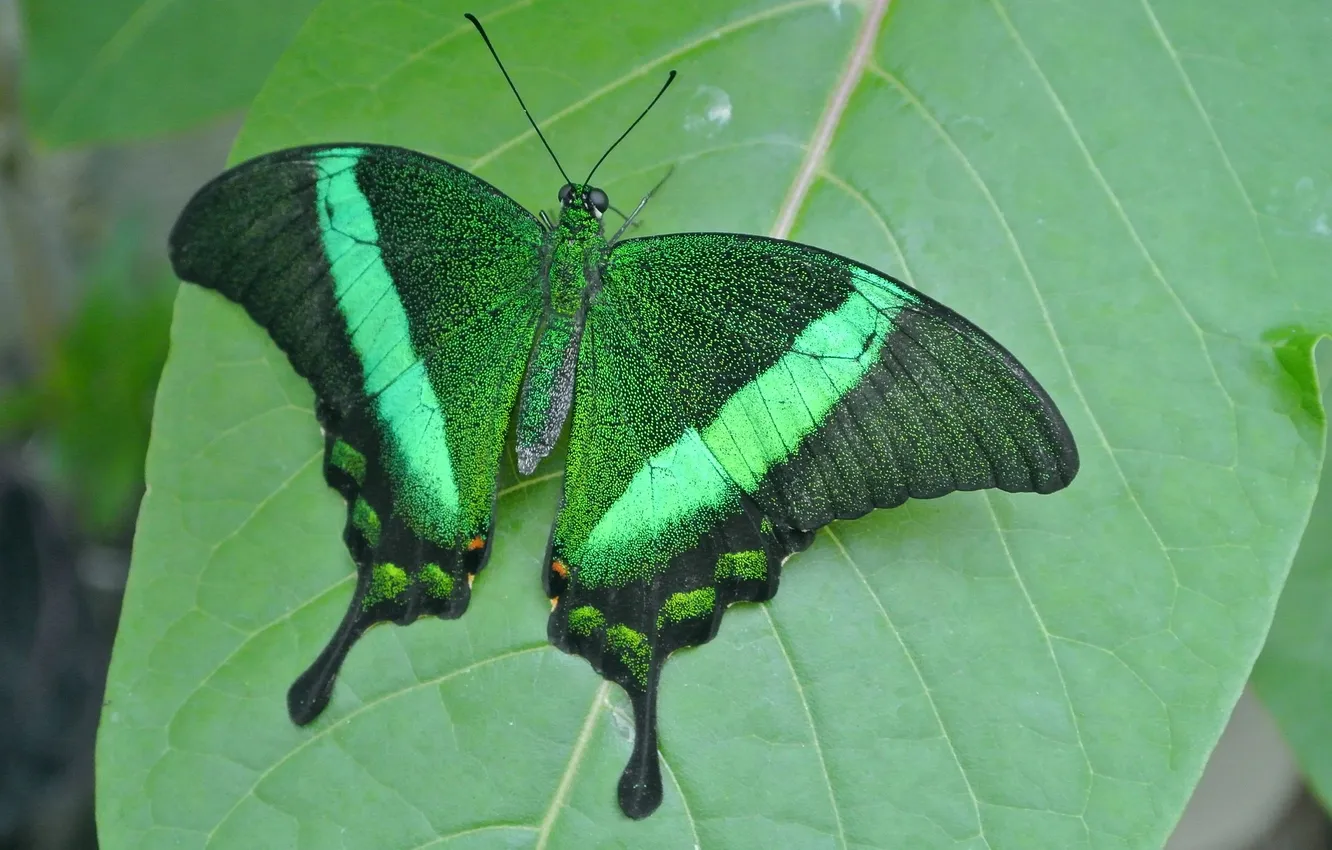 Photo wallpaper leaves, microsemi, butterfly, wings, insect, beautiful, closeup