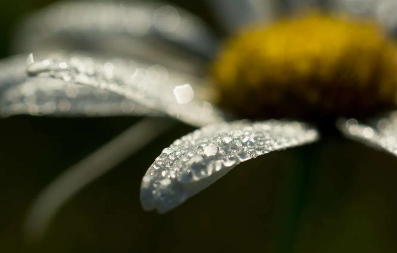 Photo wallpaper the sun, macro, Rosa, chamomile