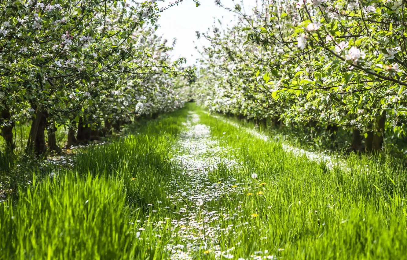 Photo wallpaper summer, landscape, nature, garden