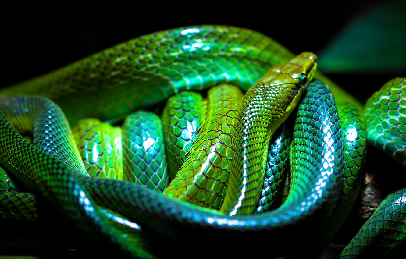 Wallpaper light, Shine, snake, scales, Python, black background, green ...