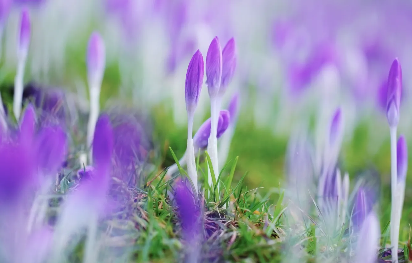 Photo wallpaper flowers, spring, crocuses, closed