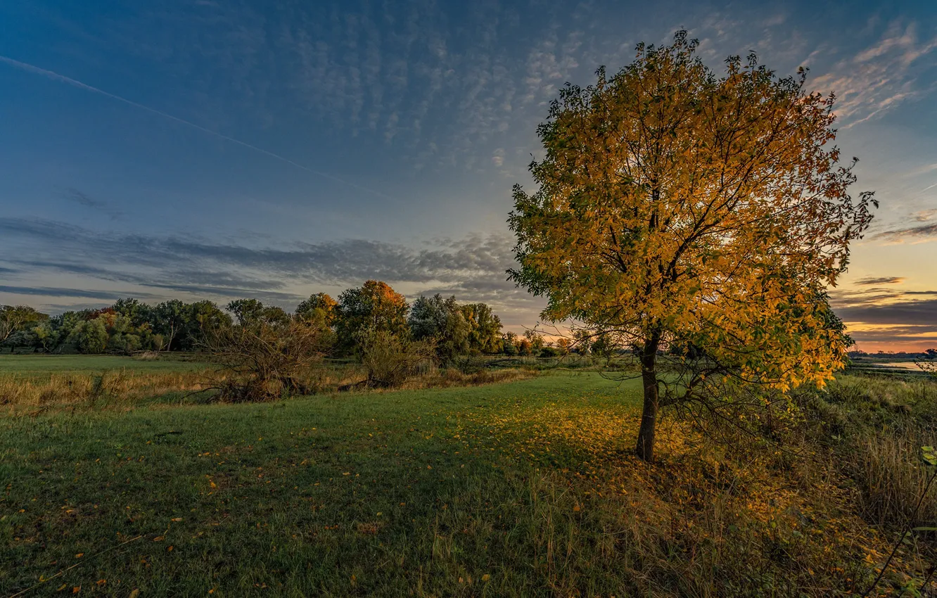 Photo wallpaper the sky, grass, trees, photo