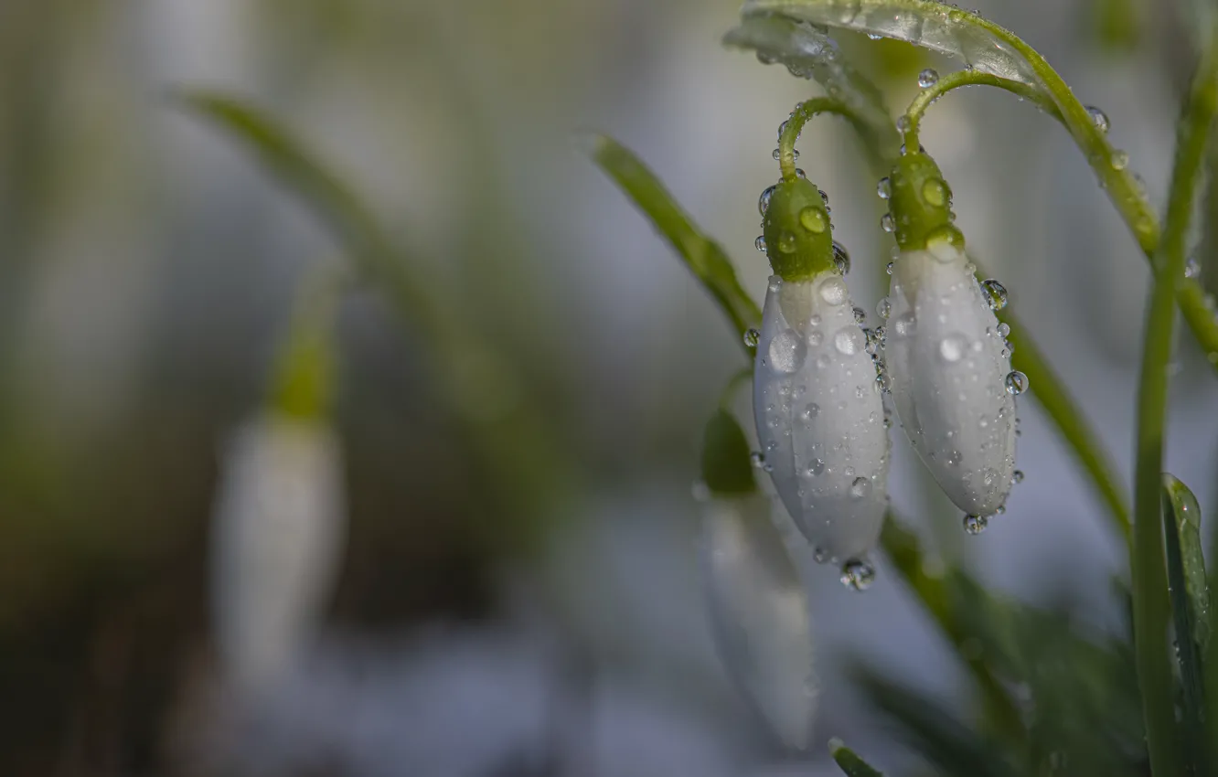 Photo wallpaper water, drops, macro, flowers, nature, spring, snowdrops, primrose