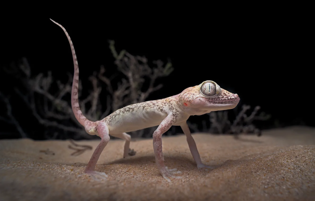 Photo wallpaper sand, lizard, black background, Gecko