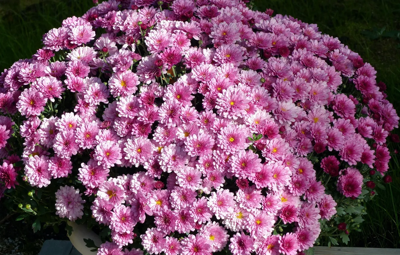 Photo wallpaper autumn, chrysanthemum, A pot of Flowers
