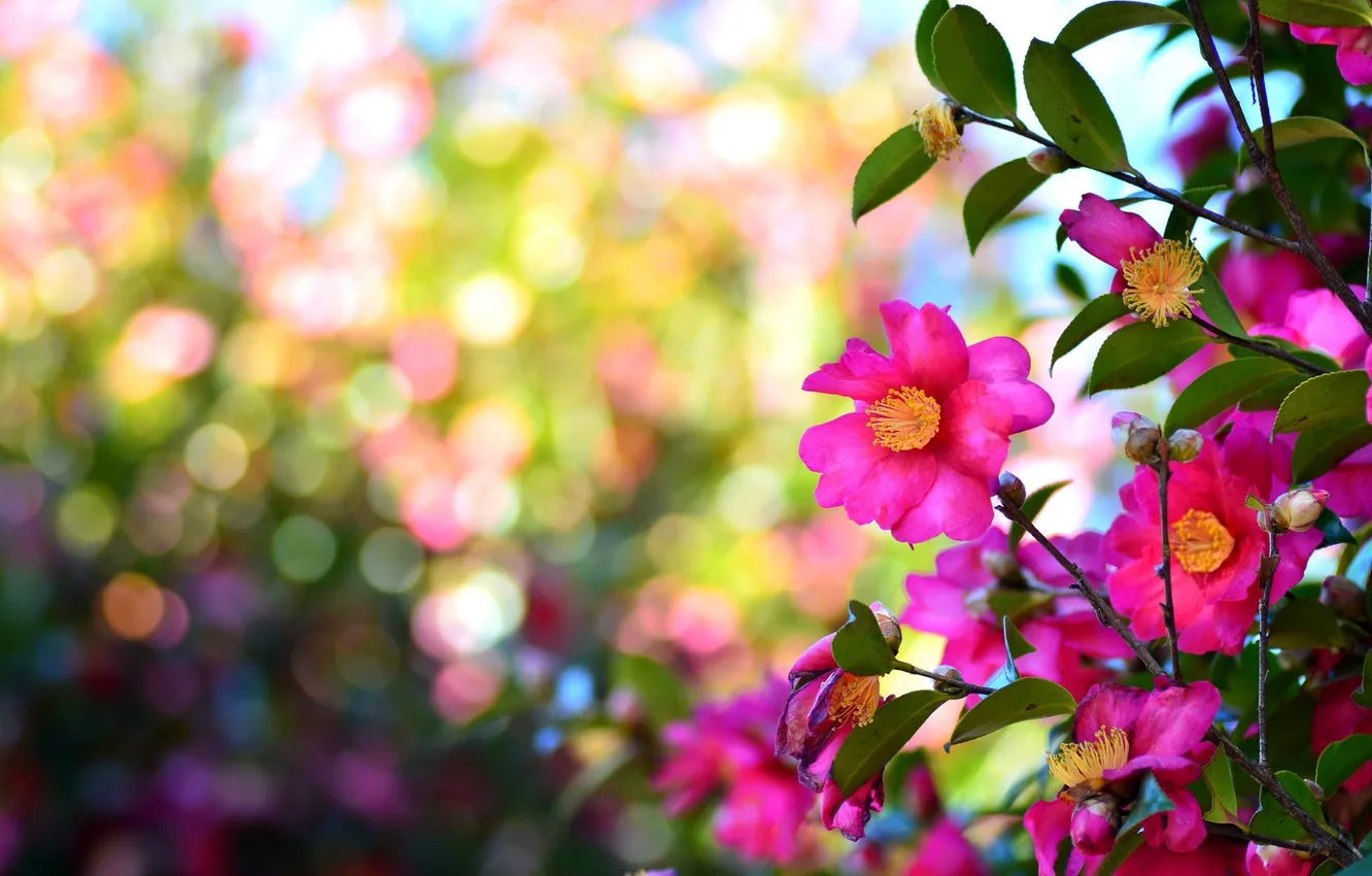 Photo wallpaper background, color, bokeh, Camellia, pink Camellia