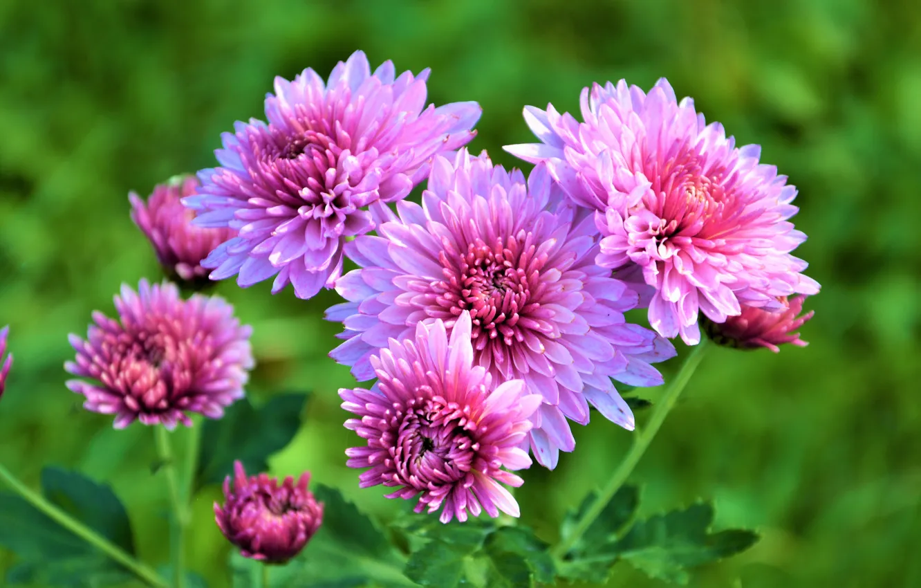 Photo wallpaper Flowers, Autumn, Chrysanthemum