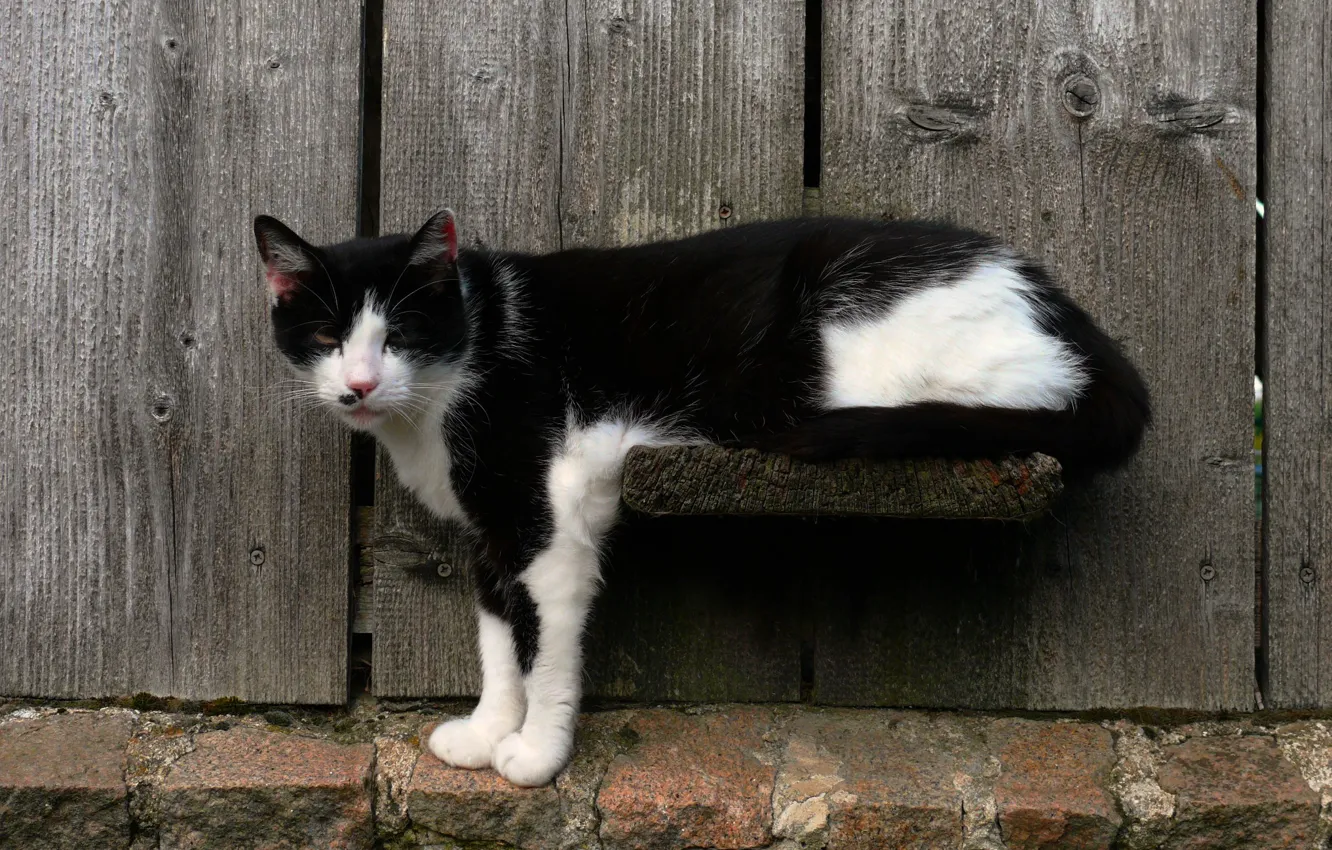 Photo wallpaper cat, the fence, Koshak, Tomcat, got