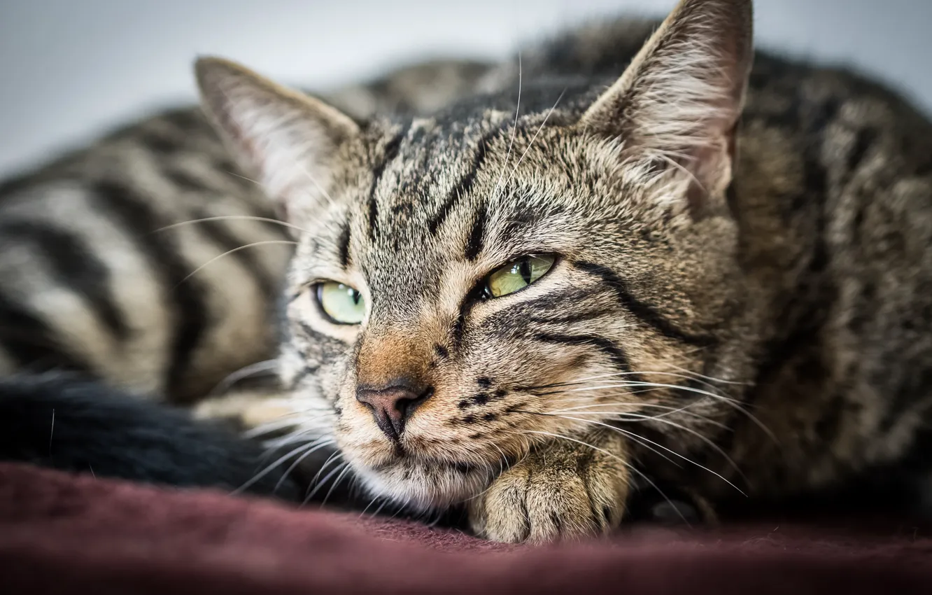 Photo wallpaper cat, look, animal, green eyes