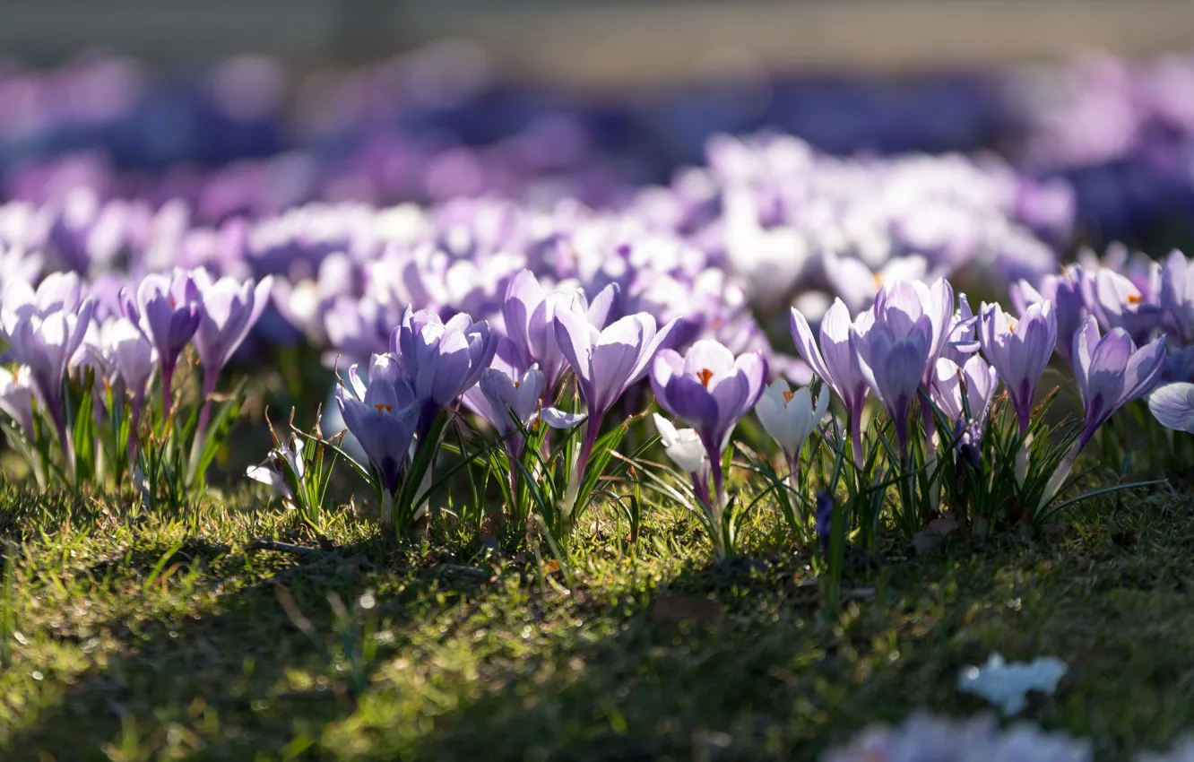 Photo wallpaper flowers, spring, crocuses, flowering