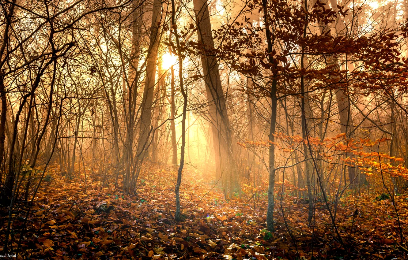 Photo wallpaper forest, leaves, the sun, light, trees, branches