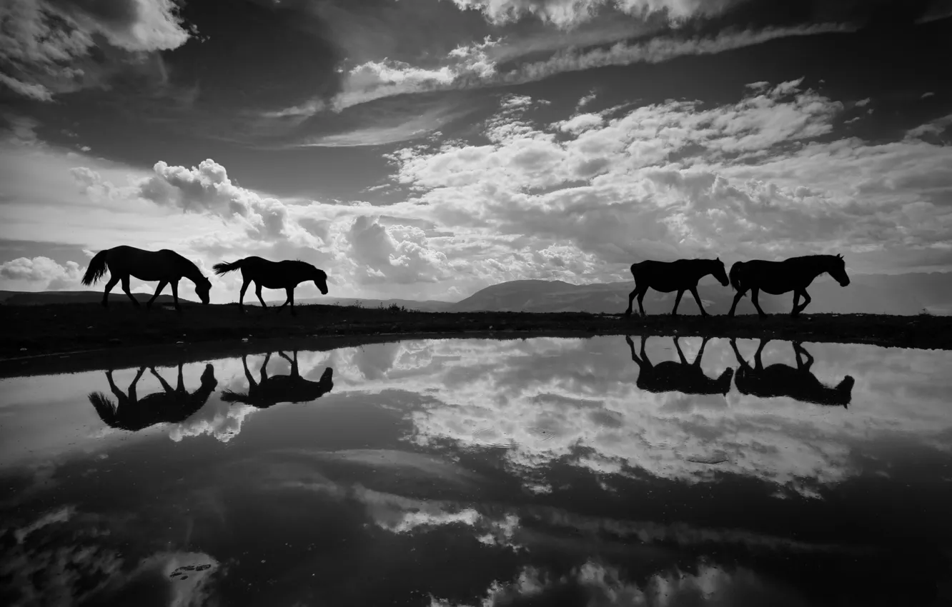 Photo wallpaper horses, horse, b & W photo