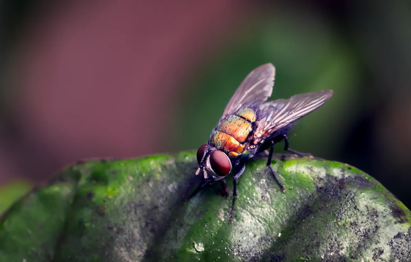 Photo wallpaper nature, fly, background