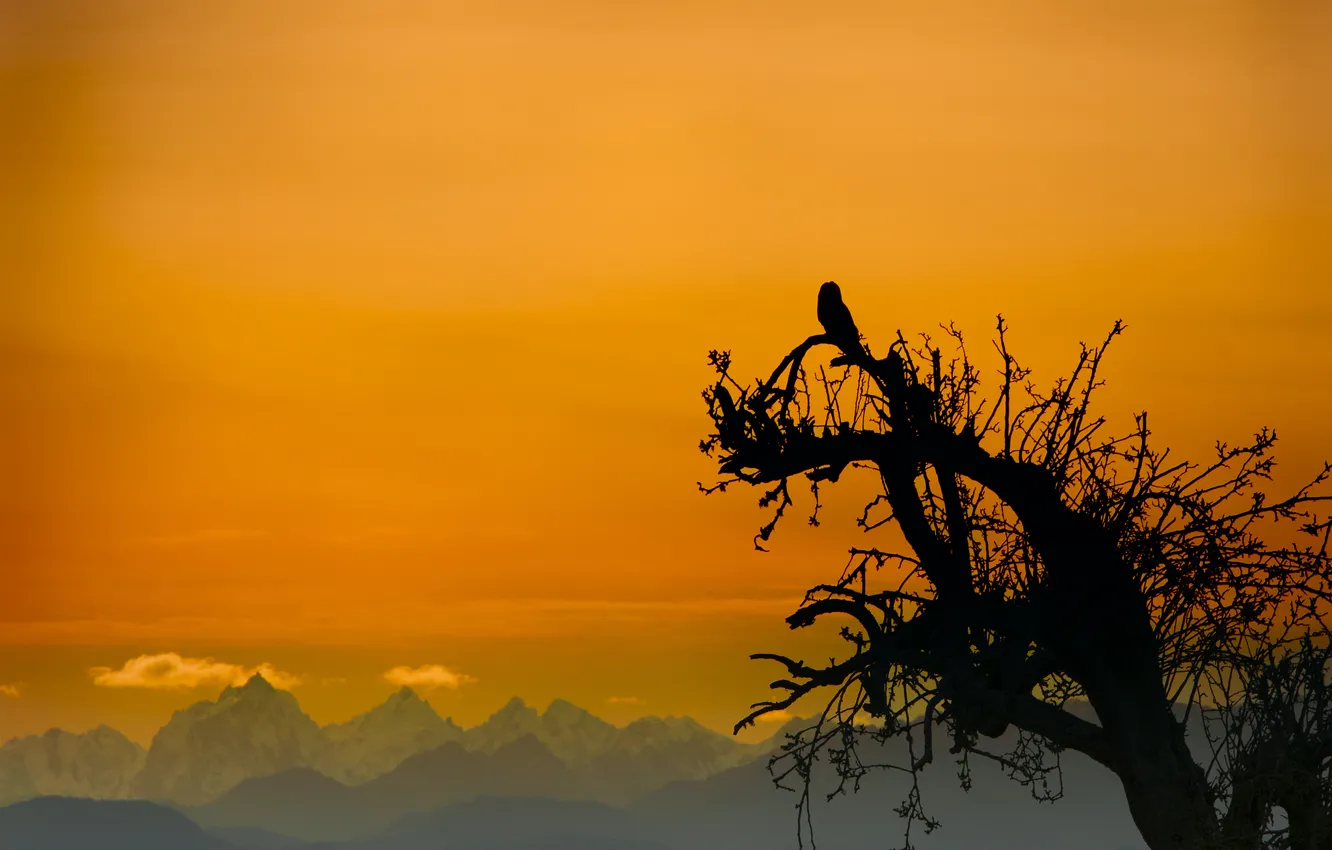 Photo wallpaper the sky, trees, mountains, owl, bird, silhouette, glow