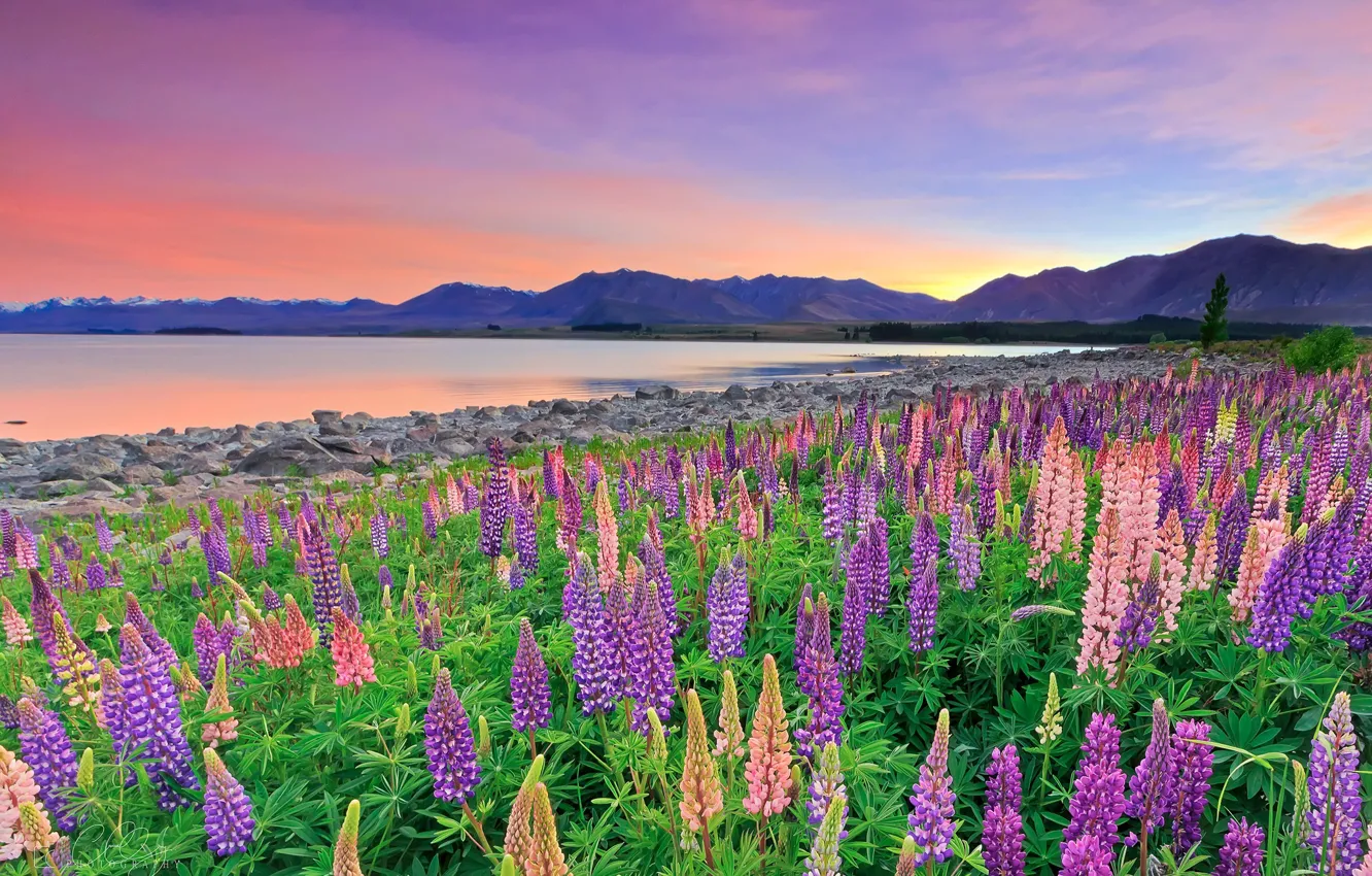 Photo wallpaper flowers, mountains, lake, New Zealand, New Zealand, Lake Tekapo, lupins, Southern Alps